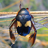 Plaesiorrhinella plana